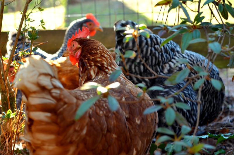 Raising Backyard Chickens - Redeem Your Ground | RYGblog.com