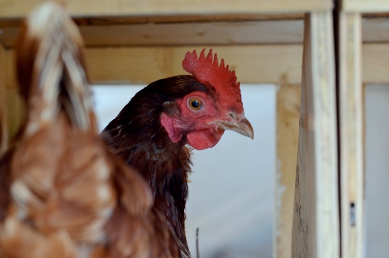 Raising Backyard Chickens - Redeem Your Ground | RYGblog.com
