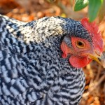 The Real Truth about Raising Backyard Chickens