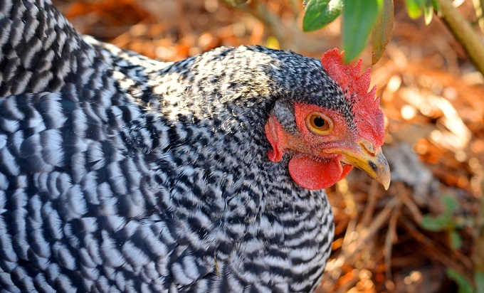 The Real Truth about Raising Backyard Chickens - Redeem Your Ground