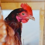 Raising Backyard Chickens…Answering Your Questions