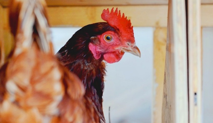 Raising Backyard Chickens - Redeem Your Ground | RYGBlog.com