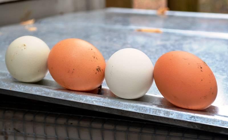 Raising Backyard Chickens...Truly Fresh Eggs - Redeem Your Ground | RYGBlog.com