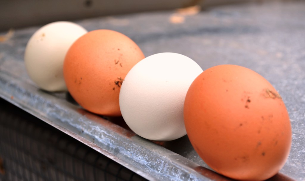 Raising Backyard Chickens...Farm Fresh Eggs - Redeem Your Ground | RYGBlog.com