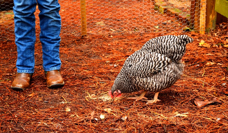 Raising Backyard Chickens - Redeem Your Ground | RYGBlog.com
