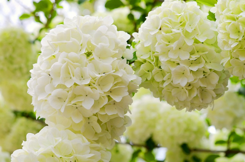 White Spring Flowers...Chinese Snowball Viburnum - Redeem Your Ground | RYGblog.com