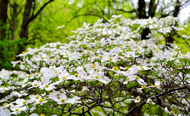 White Spring Flowers...Flowering Dogwood - Redeem Your Ground | RYGblog.com