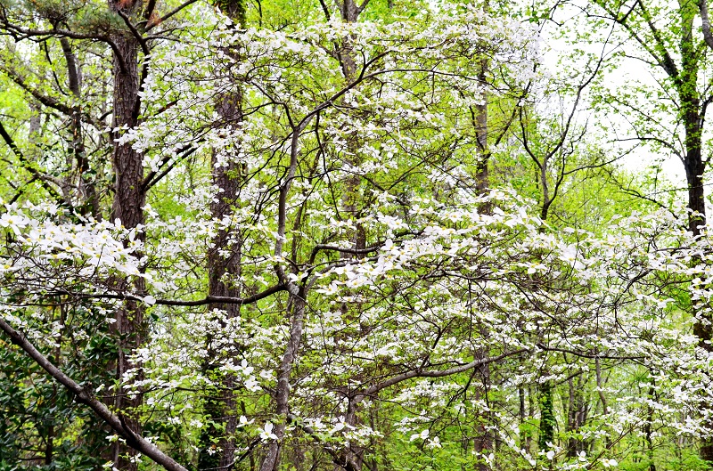 White Spring Flowers...Flowering Dogwood - Redeem Your Ground | RYGblog.com