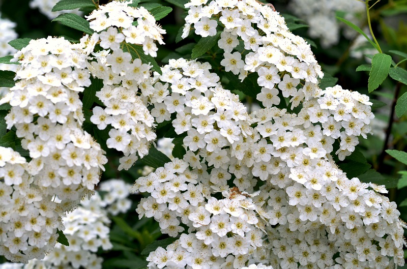 White Spring Flowers...Reeves' Spirea - Redeem Your Ground | RYGblog.com