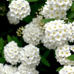 Crisp & Clean…White Spring Flowers