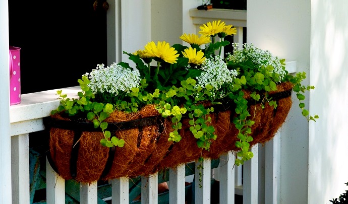 Container Gardening | Window Box - Redeem Your Ground | RYGblog.com