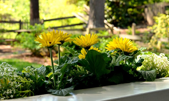 Container Gardening | Window Box - Redeem Your Ground | RYGblog.com