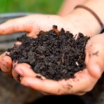The Basics of Amending Your Soil