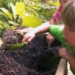 Amending Your Soil …. the DIRT on Dirt!