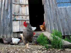 Top Chicken Coop Designs - Redeem Your Ground | RYGblog.com