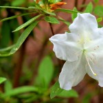 How to Prune Azaleas…and When!