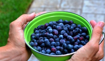How to Grow Blueberries - Redeem Your Ground | RYGblog.com