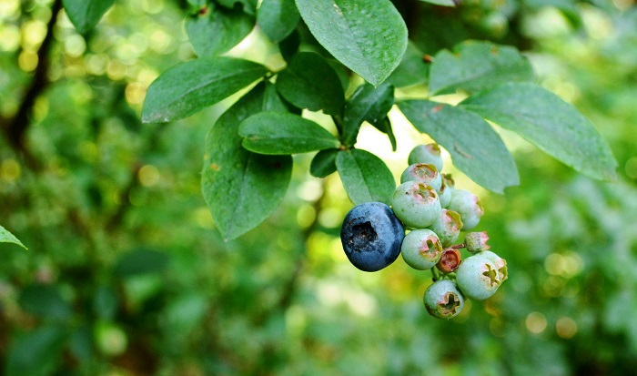 How to Grow Blueberries - Redeem Your Ground | RYGblog.com