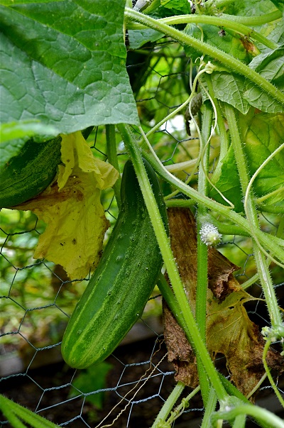 How to Grow Cucumbers - Redeem Your Ground | RYGblog.com
