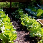 Material Options for Raised Beds