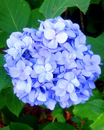 How to Plant Hydrangeas - Redeem Your Ground | Redeem Your Ground