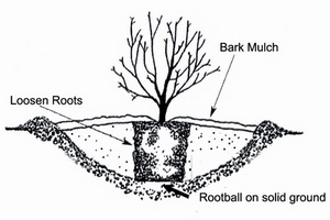 How to Plant Hydrangeas - Redeem Your Ground | RYGblog.com