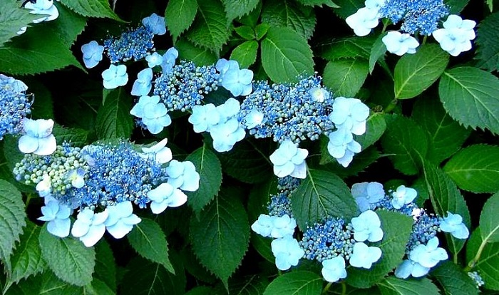 Types of Hydrangea - Redeem Your Ground | RYGblog (Printable Reference Guide)