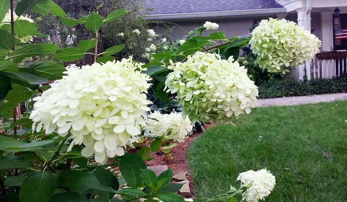 Types of Hydrangea - Redeem Your Ground | RYGblog (Printable Reference Guide)