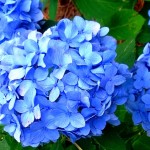 A Hydrangea…By Any Other Name
