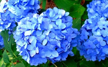 How to Prune Hydrangea - Redeem Your Ground | RYGblog (Printable Reference Guide)