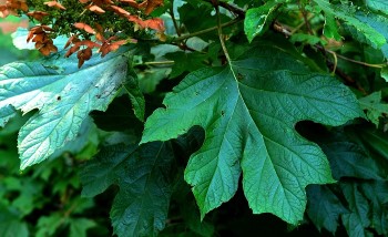 Types of Hydrangea - Redeem Your Ground | RYGblog (Oakleaf Hydrangea leaf) (Printable Reference Guide)