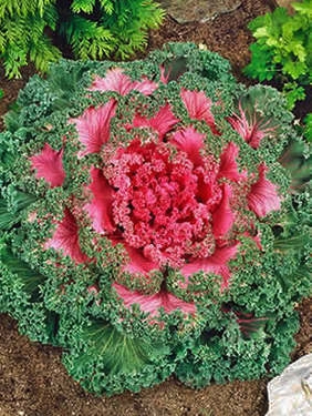 Best Fall Flowers - Redeem Your Ground | RYGblog.com