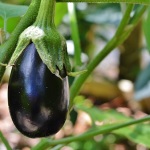 Eggplant Parmesan Recipe…So Easy and So Good!