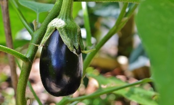 Easy Eggplant Parmesan Recipe - Redeem Your Ground | RYGblog.com