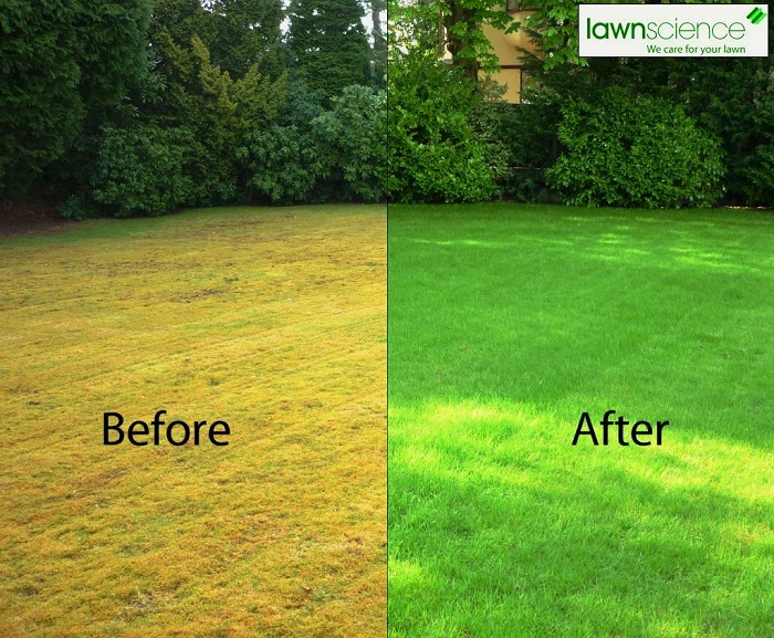 How to Take Care of Your Lawn - Redeem Your Ground | RYGblog.com