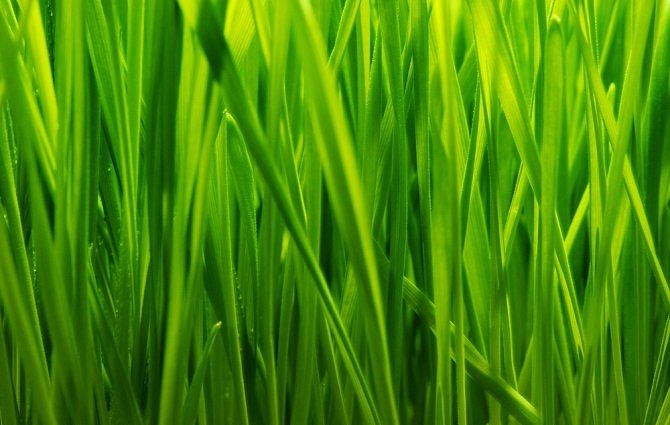 How to Take Care of Your Lawn - Redeem Your Ground | RYGblog.com (Photo Credit: Nejron Photo (http://www.shutterstock.com/gallery-78238p1.html) via Compfight (http://compfight.com/) cc (http://creativecommons.org/licenses/by-nc-nd/4.0/))