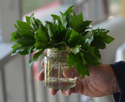 Repurposing Glass Jars to Bring Some Green Inside - Redeem Your Ground | RYGblog.com
