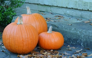 Easy Pumpkin Seed Recipes...and Tasty Too! - Redeem Your Ground ...