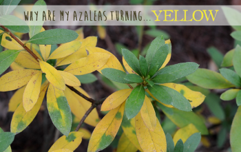 Why are my azalea leaves turning yellow? - Redeem Your Ground | RYGblog.com