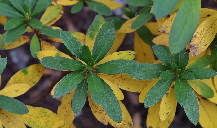 Why are my azalea leaves turning yellow? - Redeem Your Ground | RYGblog.com