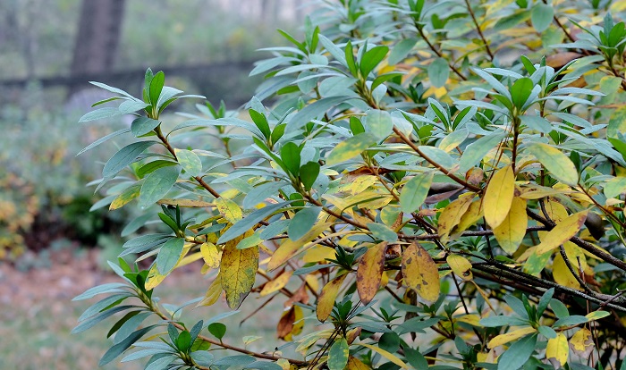 Why are my azalea leaves turning yellow? - Redeem Your Ground | RYGblog.com