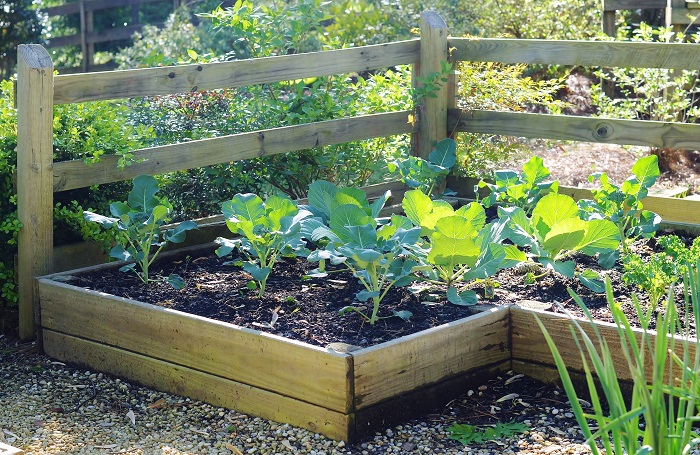 Family Vegetable Garden Basics - Redeem Your Ground | RYGblog.com