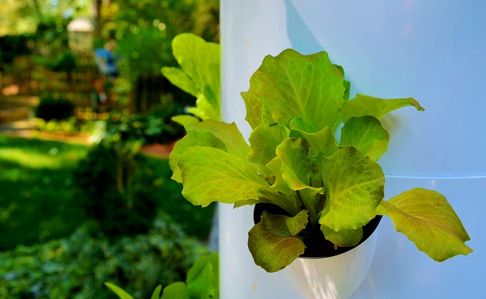 Family Vegetable Garden Basics - Redeem Your Ground | RYGblog.com