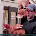 [VIDEO] Introducing…Our Backyard Chickens!