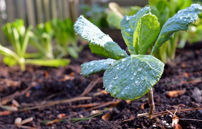 Vegetable Garden Basics - Redeem Your Ground | RYGblog.com