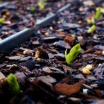 Vegetable Garden Basics: Part 4 – Companion Plants, Seeds, and When?