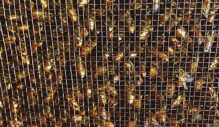 Beekeeping 101 - Redeem Your Ground | RYGblog.com