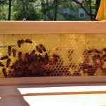 4 Things We’ve Learned in 4 Weeks of Beekeeping