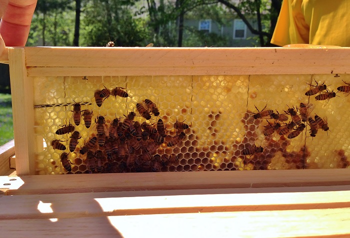 Beekeeping 101 - Redeem Your Ground | RYGblog.com