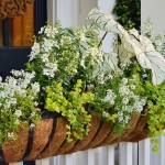 Plant Combinations for Spring Container Gardening